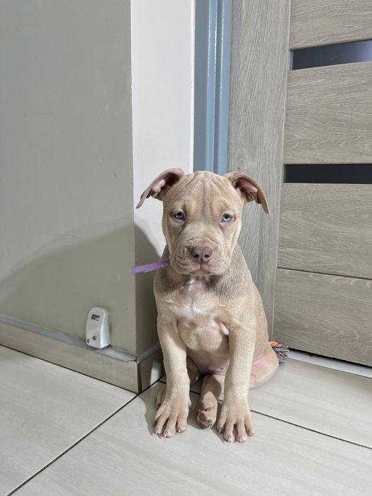 Amstaf Amstaff Amstaffy American Staffordshire Terier