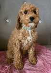 Goldendoodle f1b suczka Lisa