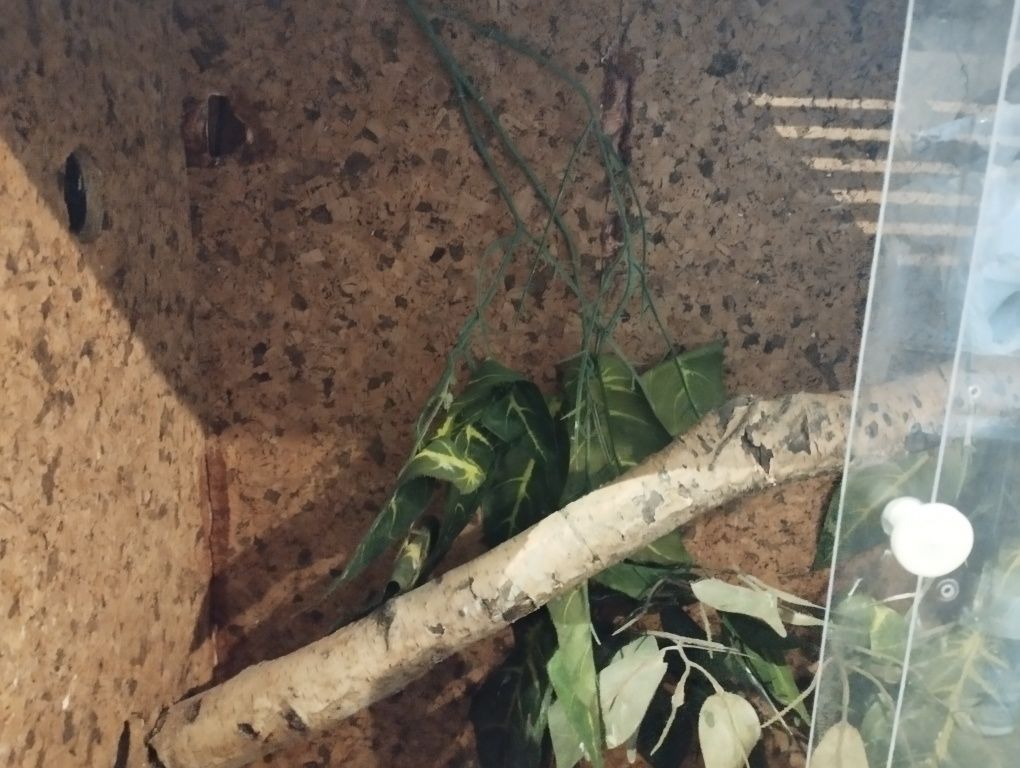 Terrarium dla jaszczurki węża legwan gekon