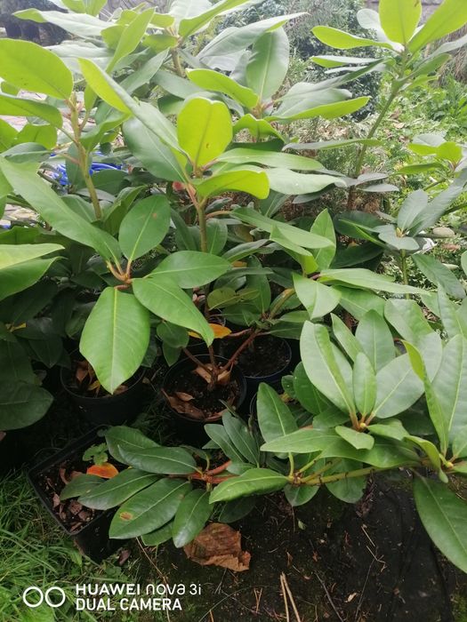 Рододендрон Аркадіус, Емануела, Дотелла Акція, великі