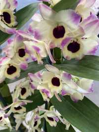 Фаленопсис орхидея дендробіум камбрія