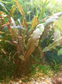 Cryptocoryne Brown