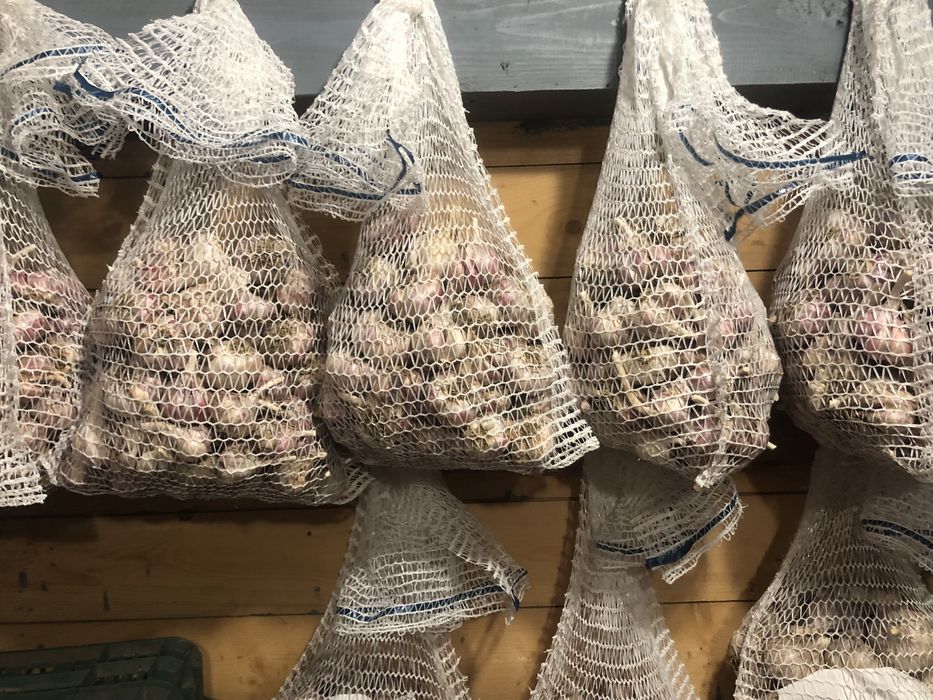 Czosnek Harnaś. Mała rodzinna plantacja. Ekologiczny różne rozmiary