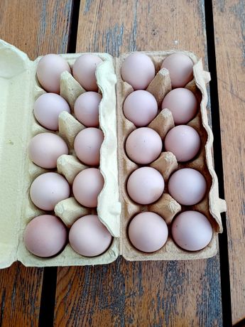 Fawerole jajeczka