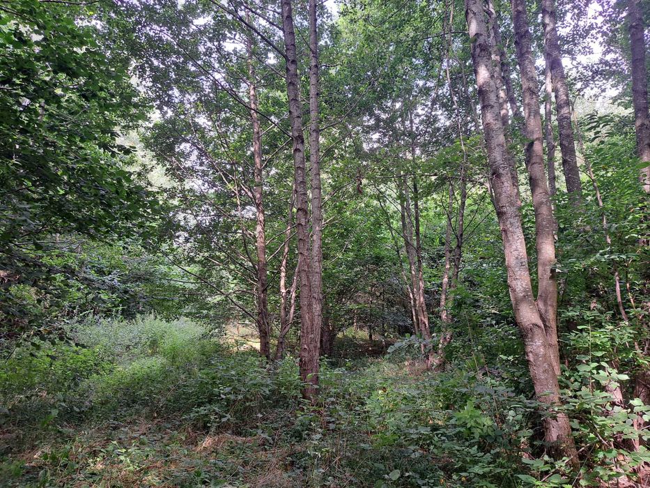Działka leśna 11800m2 w Gniewinie