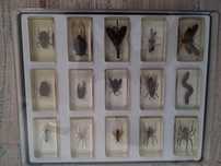 Colecção Insectos Nacional Geographic