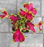 Koleus Pokrzywka Colocha Rose do domu i na balkon