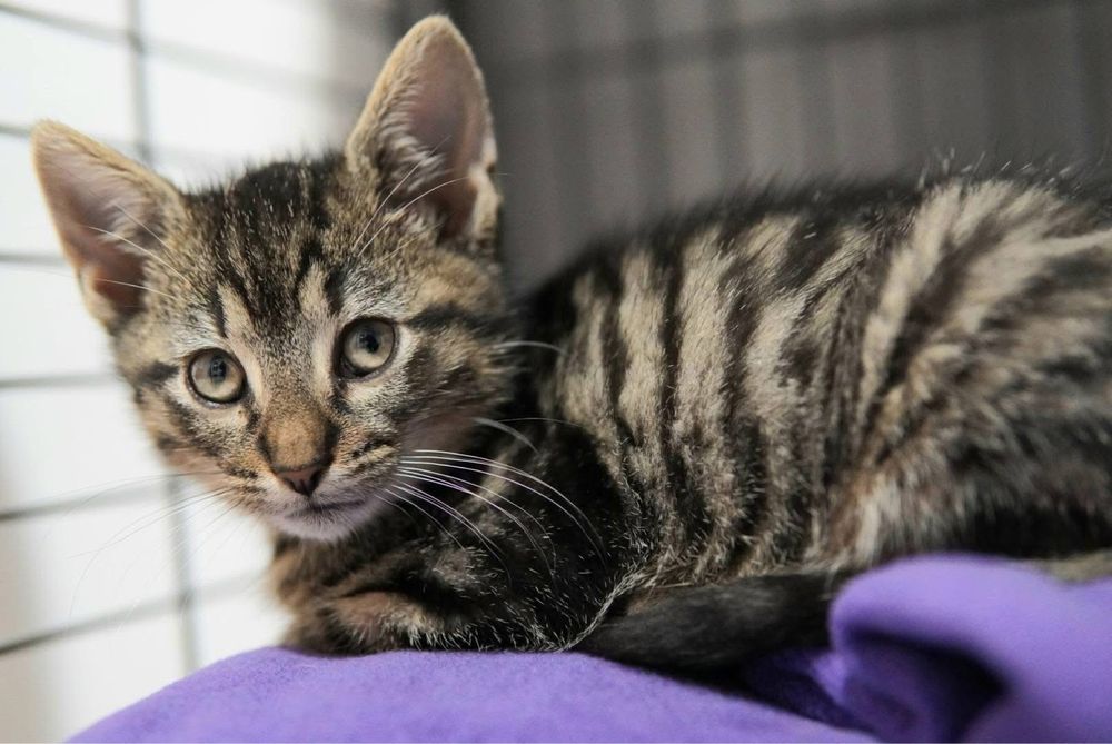 Kotki szukaja domkow