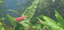 Krewetki red chery