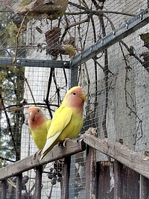 Nierozłączki sprzedam