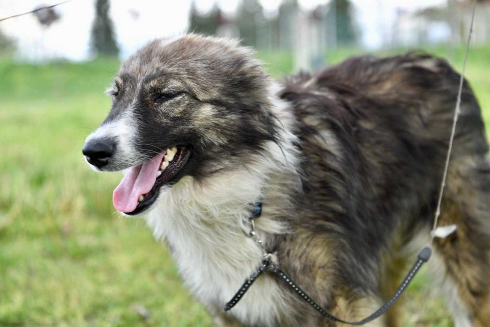 RITTA 1 rok lubi dzieci , piękny pies. Uratowana w Bułgarii