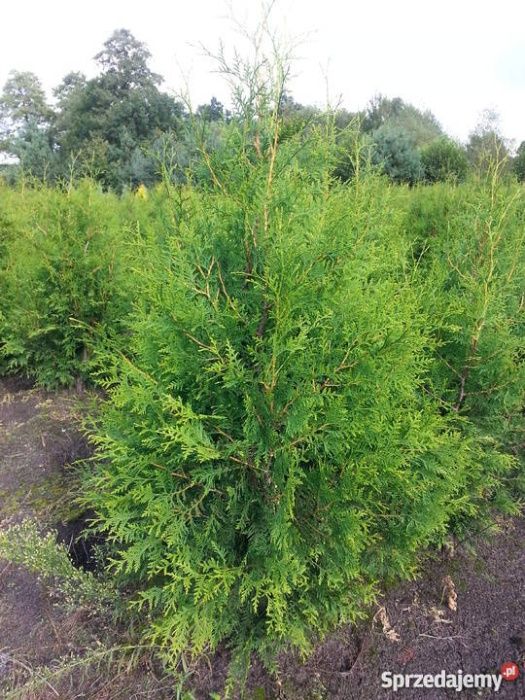 Tuja Brabant 100-120 cm grube, gęste Szkółka Rydzyny