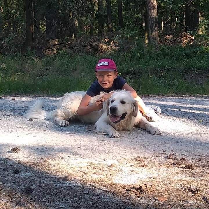 Golden retriever szczeniaki piesek