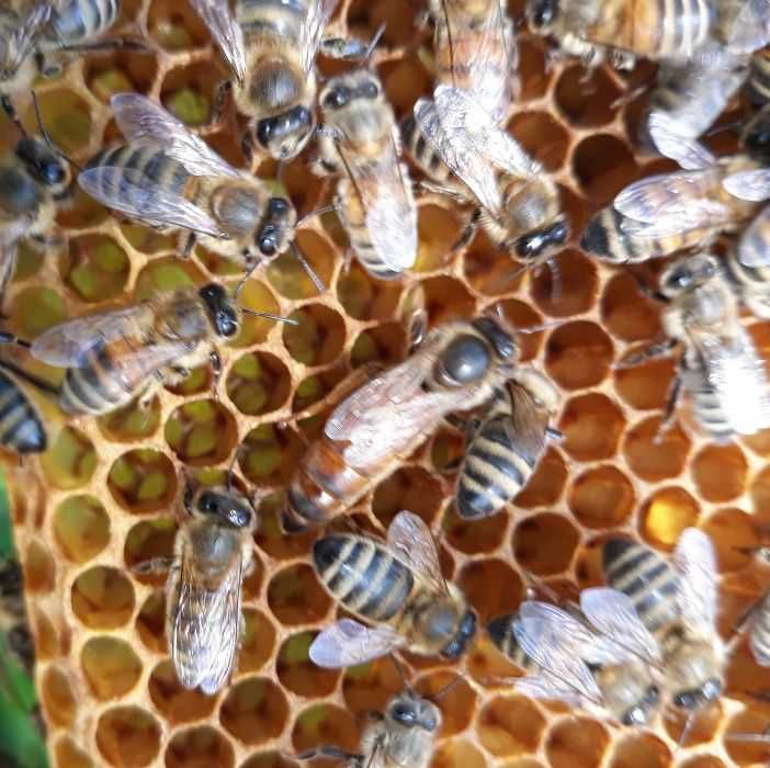 Matki pszczele unasiennione Elgon