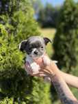 Chihuahua chłopak