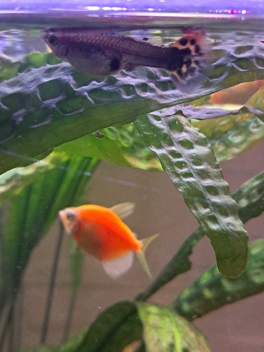 Gupiki mieszanka red tuxedo z endlerem