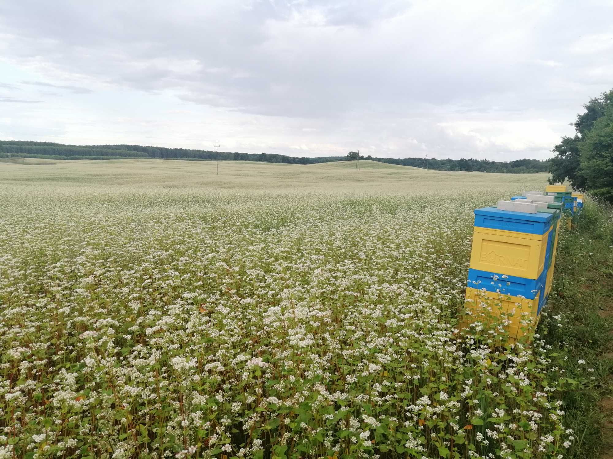 Odkłady pszczele 2025