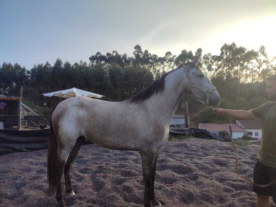 Égua lusitana pura