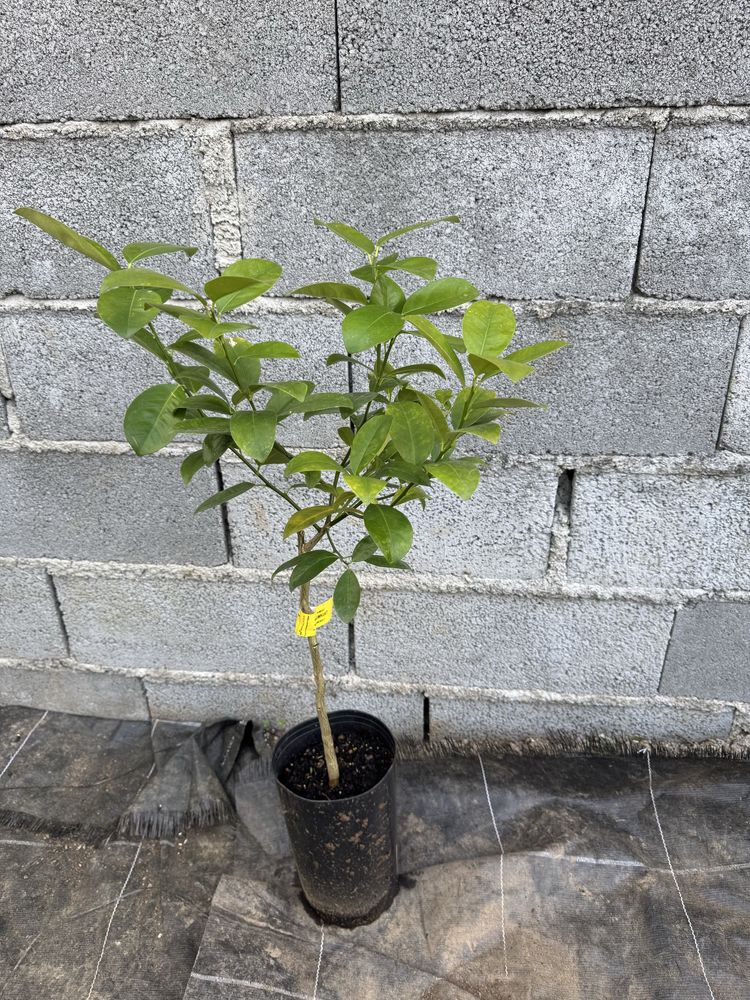 Kumquat arvore.