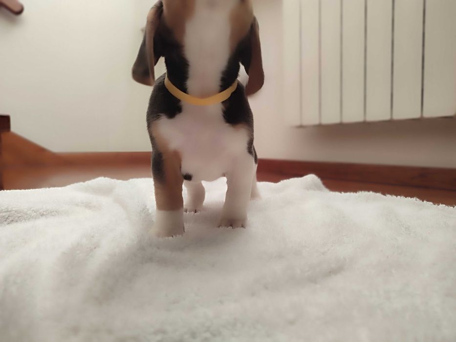 Beagle sunia suczka szczeniak