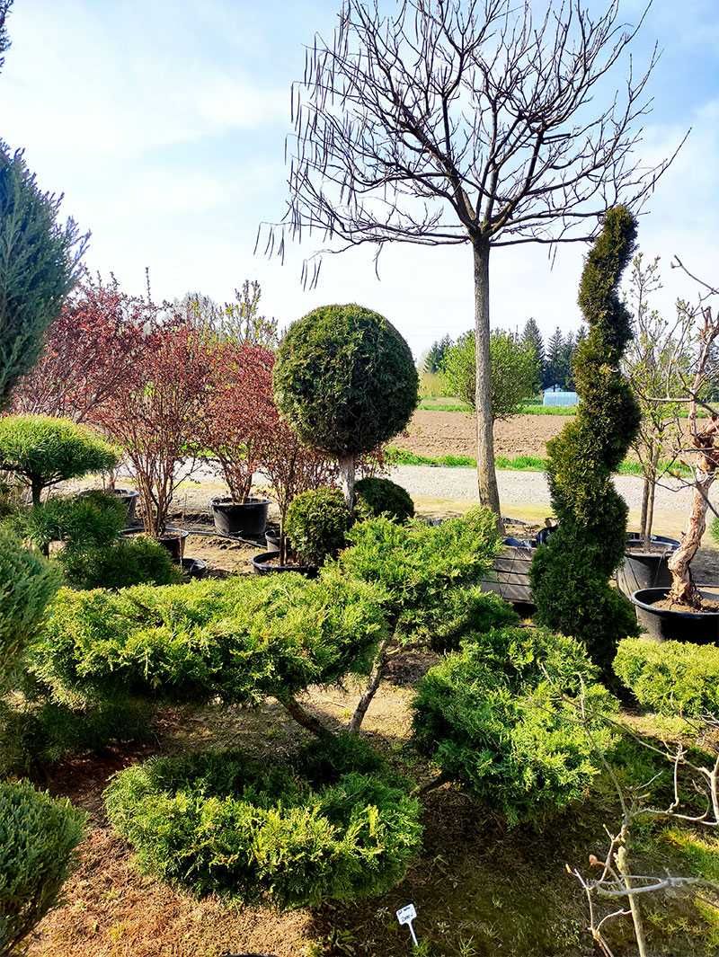 Pietraszewski rośliny i krzewy ogrodowe, formowane Bonsai Sosna Cyprys