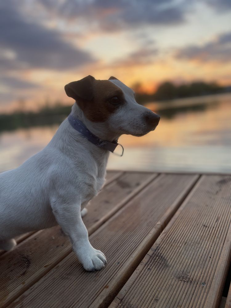 Jack Russel Terrier ostatni szczeniak suczka
