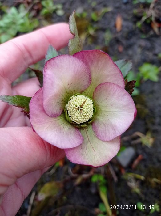 Морозники по 150 грн.