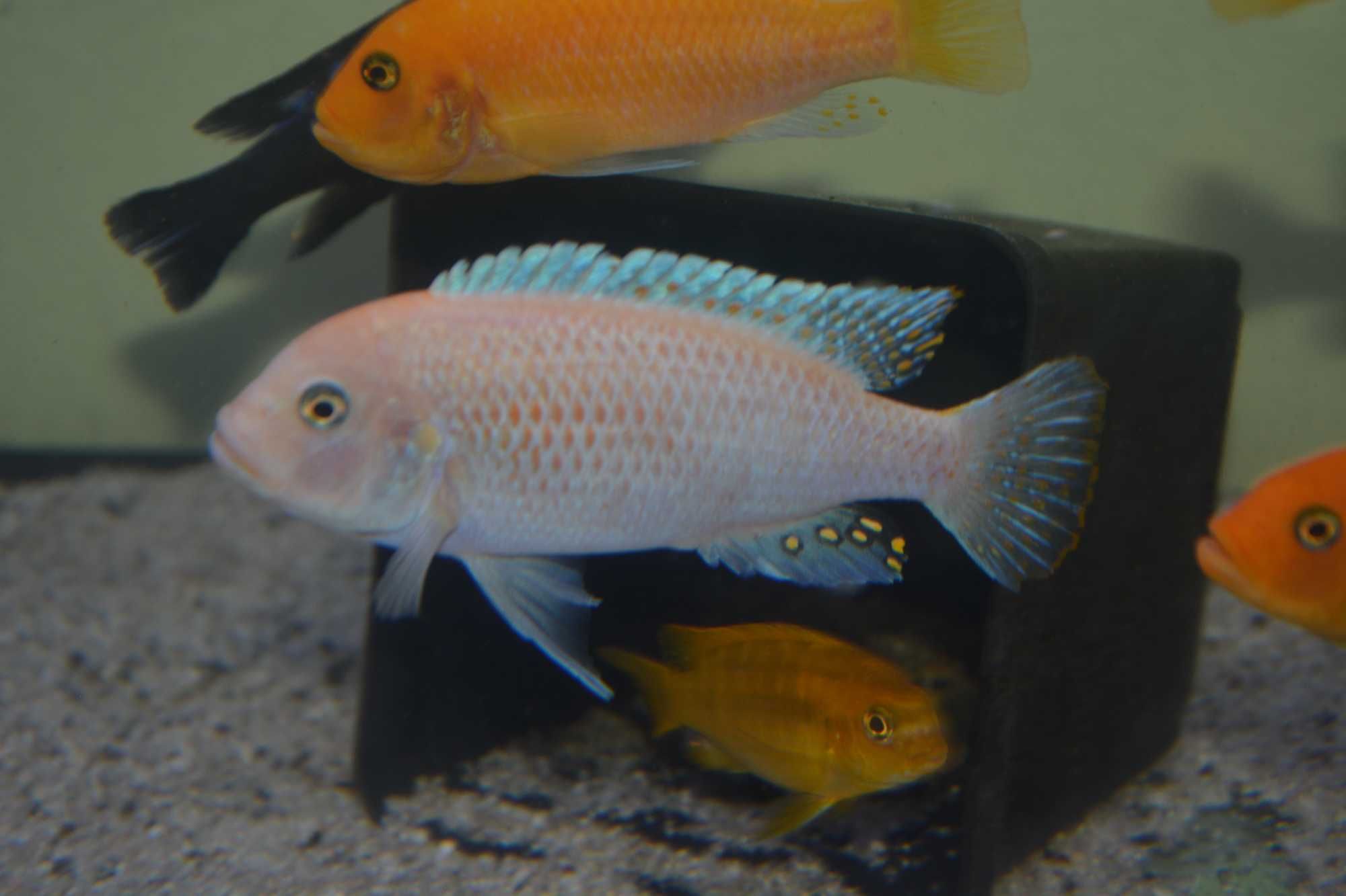 Pyszczaki Metriaclima Estherae Red-Red