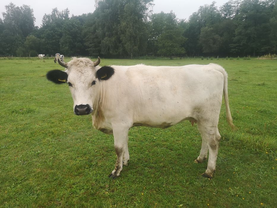 Jałówka Białogrzbieta cielna i dwie krowy