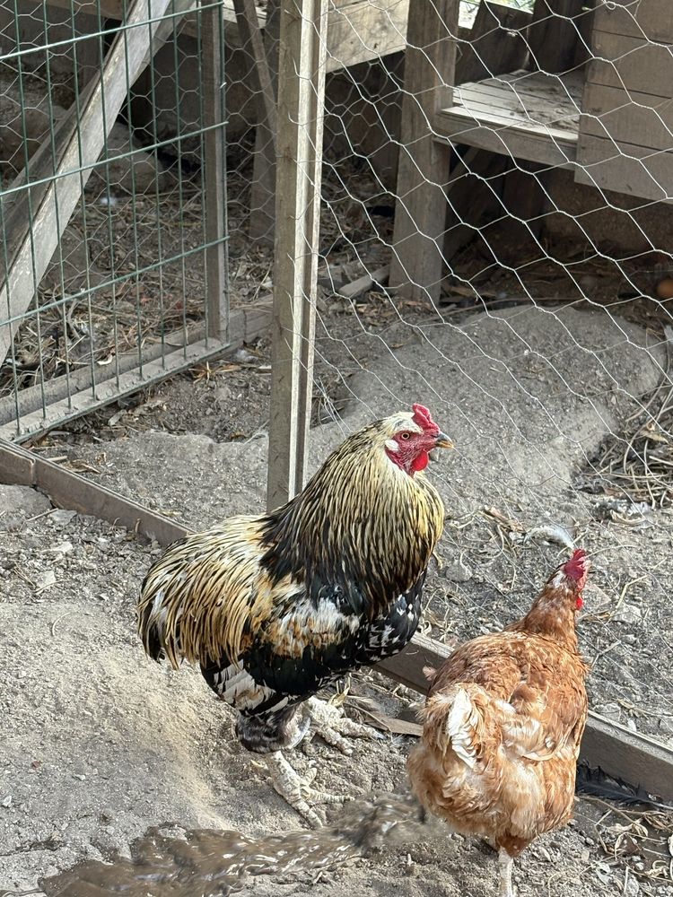 Galo macho araucana