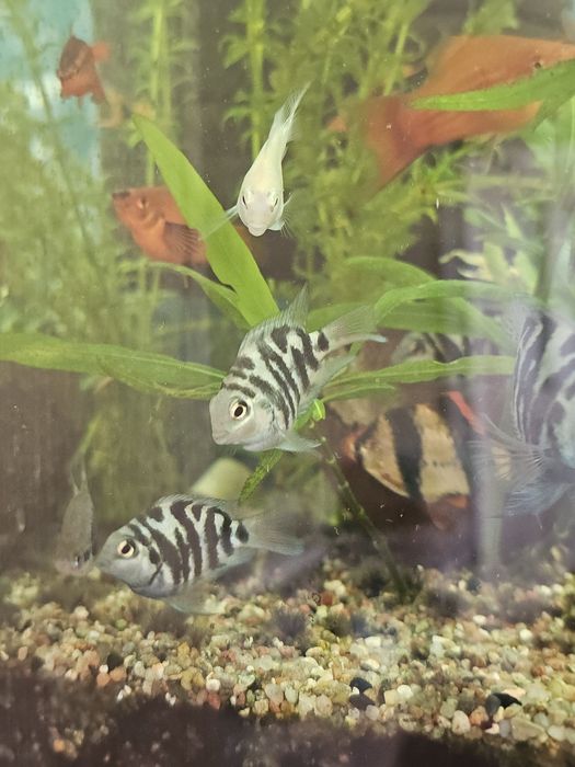 Pielegnica papuzia blue tiger młode.