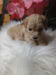 Suczka  Maltipoo