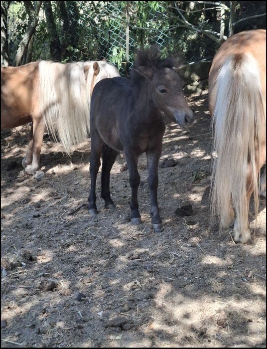 Pônei Fêmea c/ 7 meses