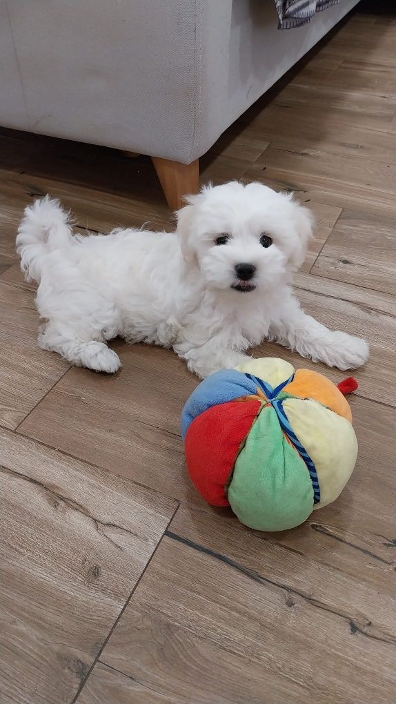 Maravilhoso menino bichon maltês