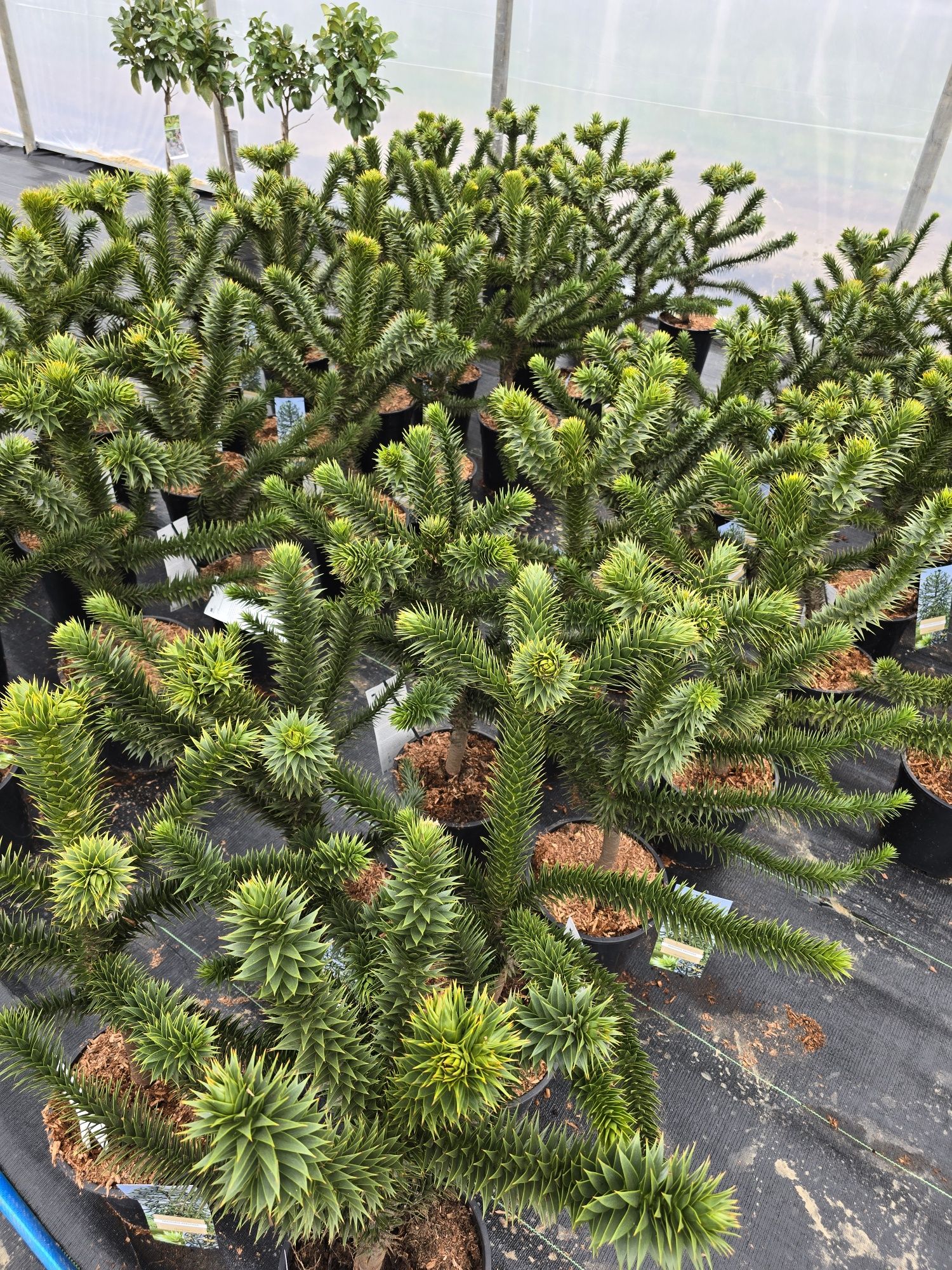 Araucaria araukaria chiijska małpie drzewko