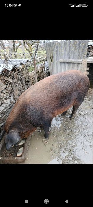 Свиня жива вага ...