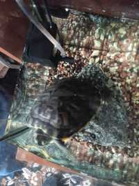 Продам черепаху земноводну