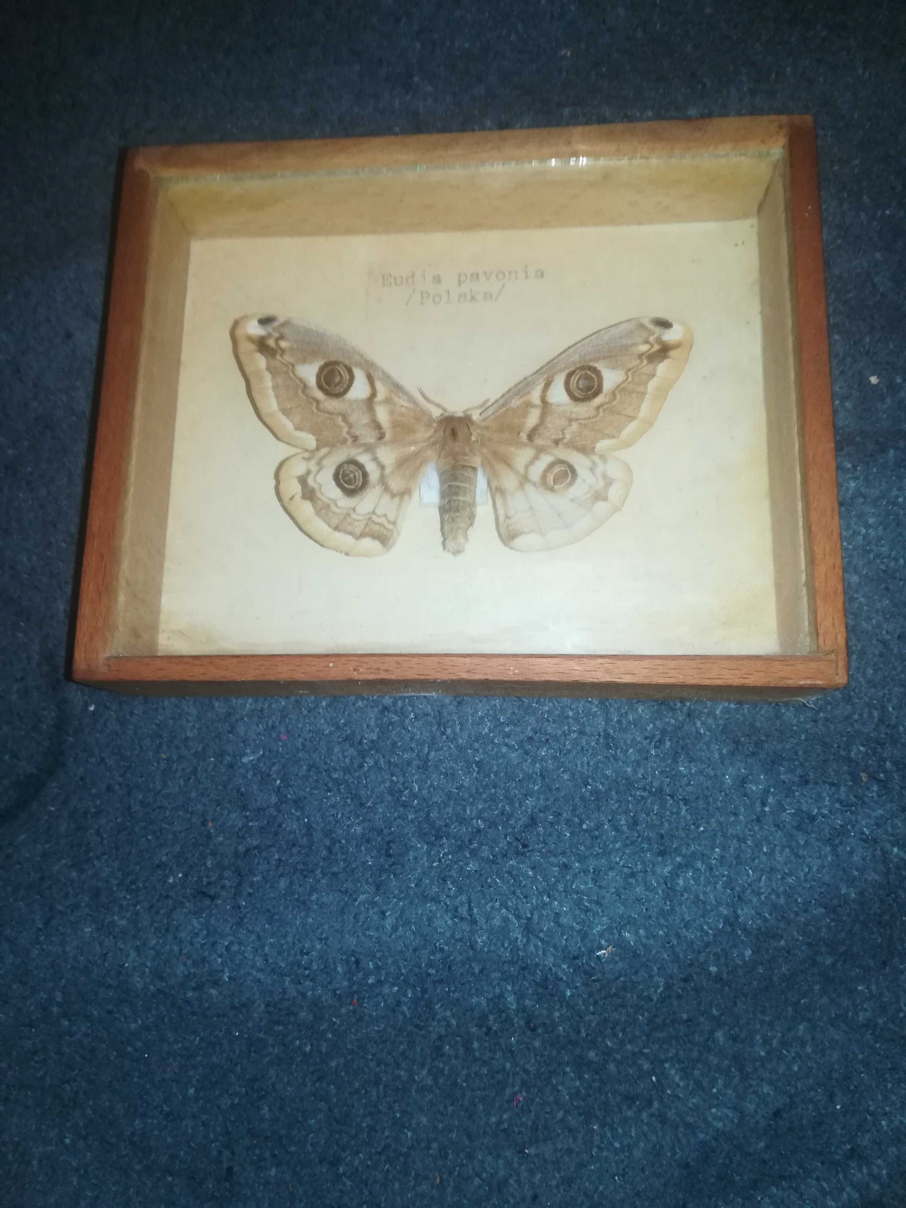 Motyl Eudia pavonia