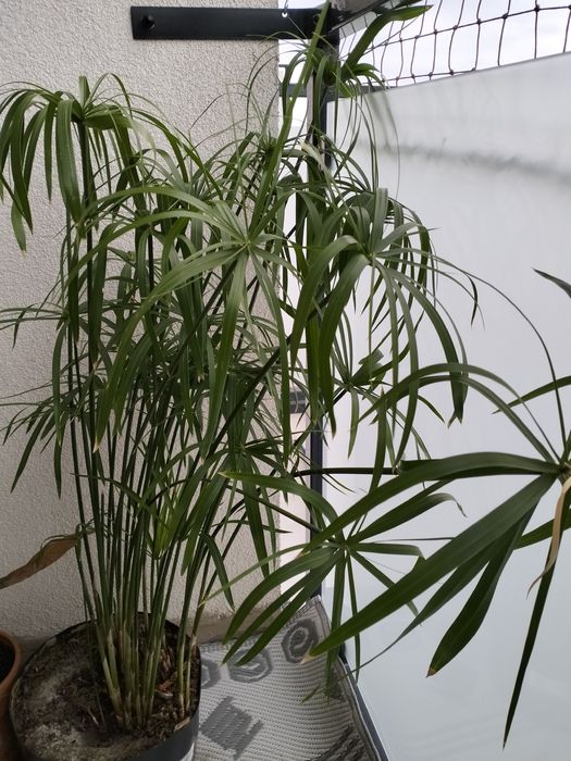 Papirus Cibora Cyperus palma do oczka do donicy w domu i balkonie