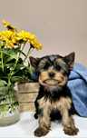 Yorkshire Terrier ZKwP/FCI - york, yorki