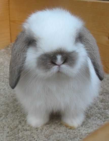 KIT Coelhos anões orelhudos (mini Lop) muito dóceis