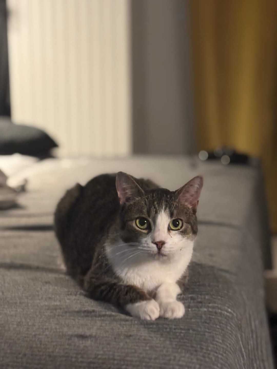 *Laurka- spokojna , nieśmiała kotka do adopcji