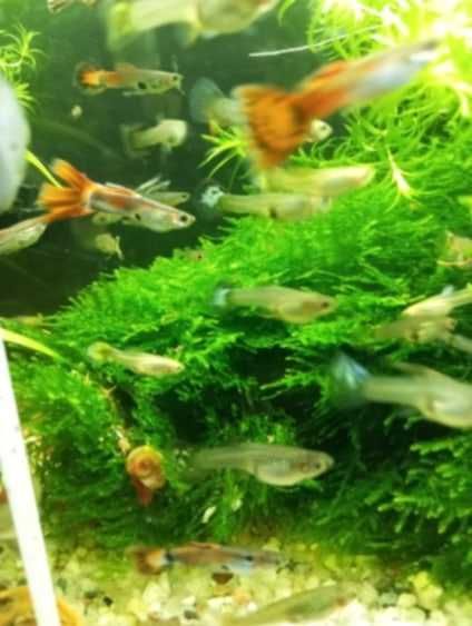 Sprzedam rybki gupiki