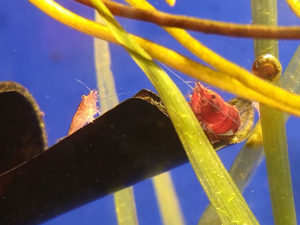 Krewetki Red Cherry Neocaridina Davidi, czyściciele akwarium