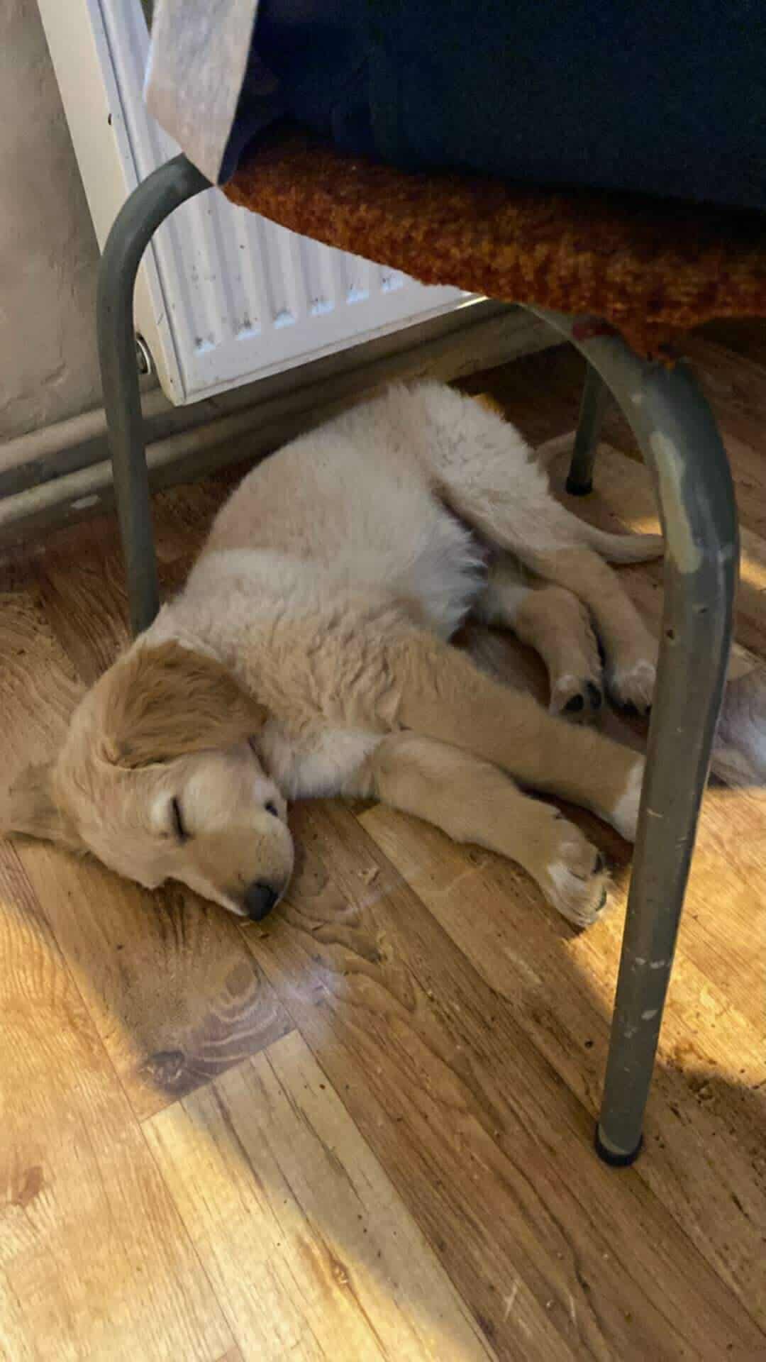 Szczeniak w typie labradora