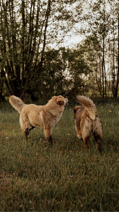 Szczeniaczki do adopcji