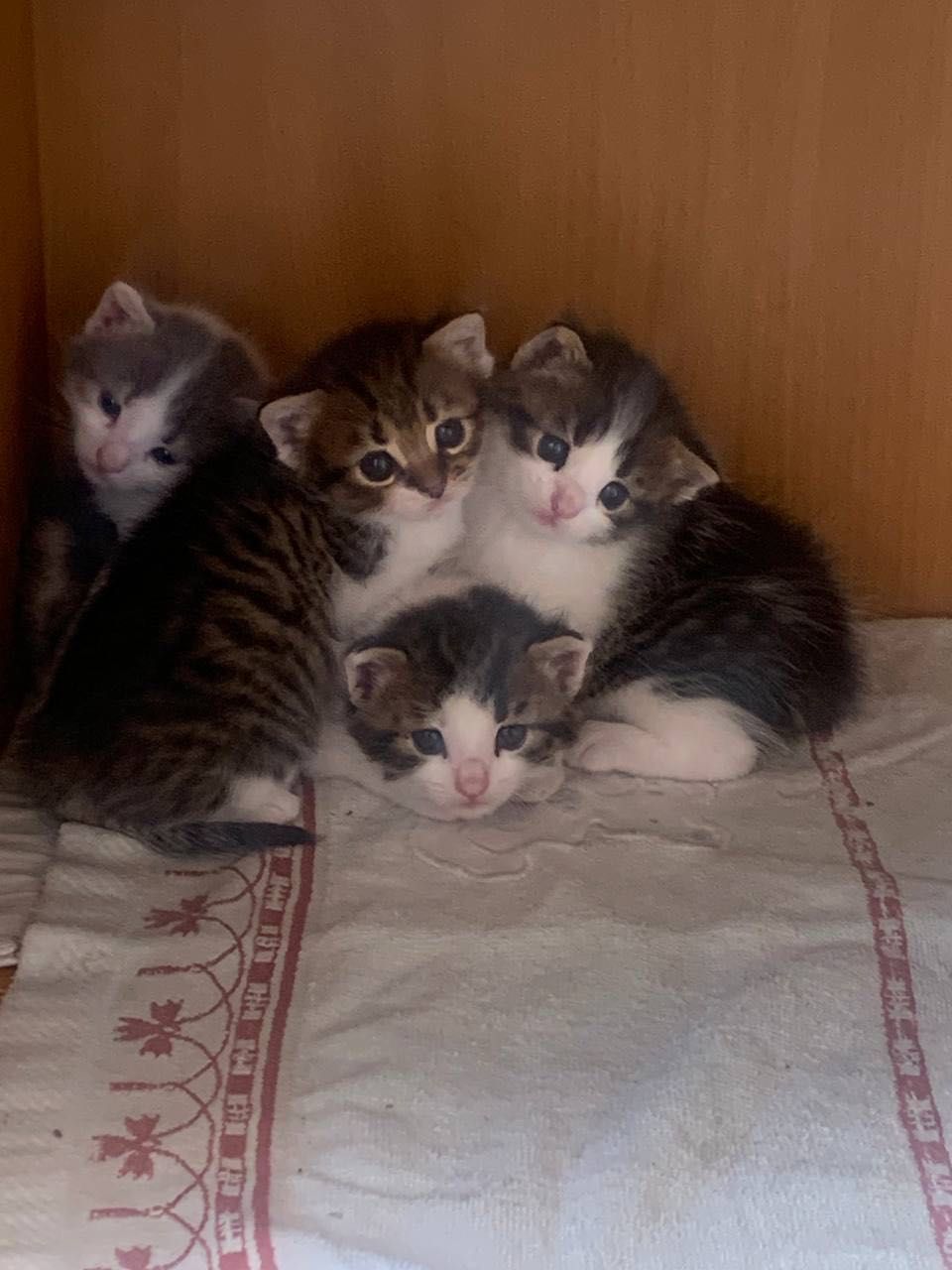 Віддам в добрі руки котенят