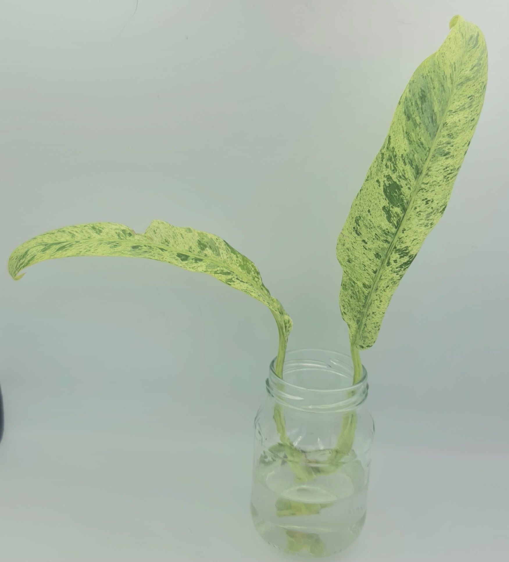 Epipremnum Gigsnteum marble variegata,podwójna pędówka