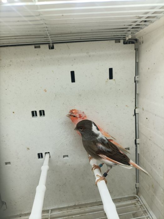 Canários Arlequim Português