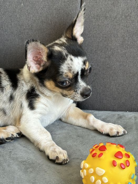 Хлочик чихуахуа.